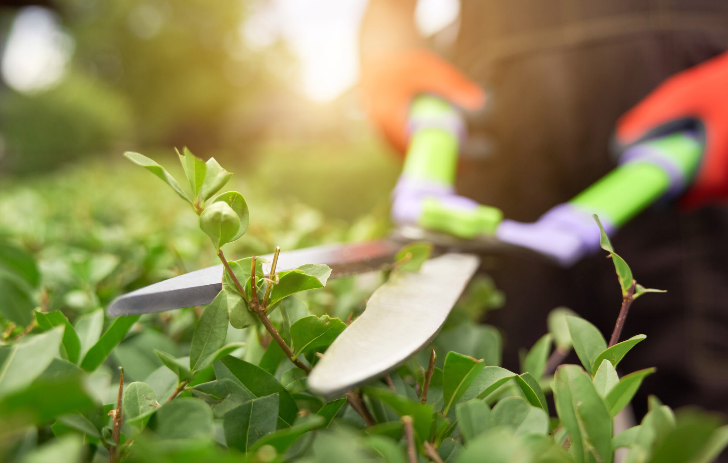 Male hands cutting bushes with big scissors.